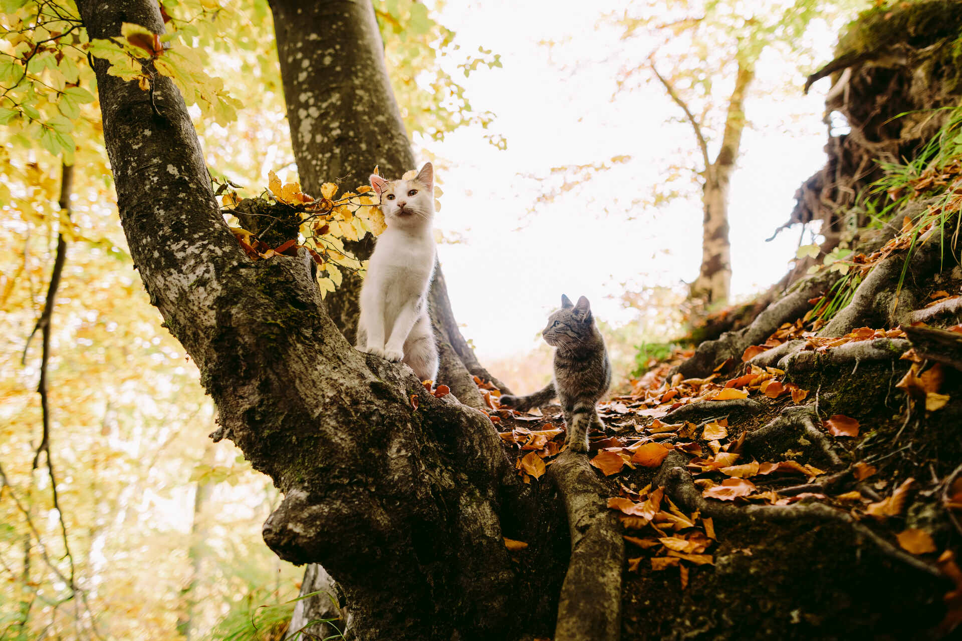 Two outdoor cats exploring a forest