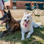 Two dogs sitting at a campsite