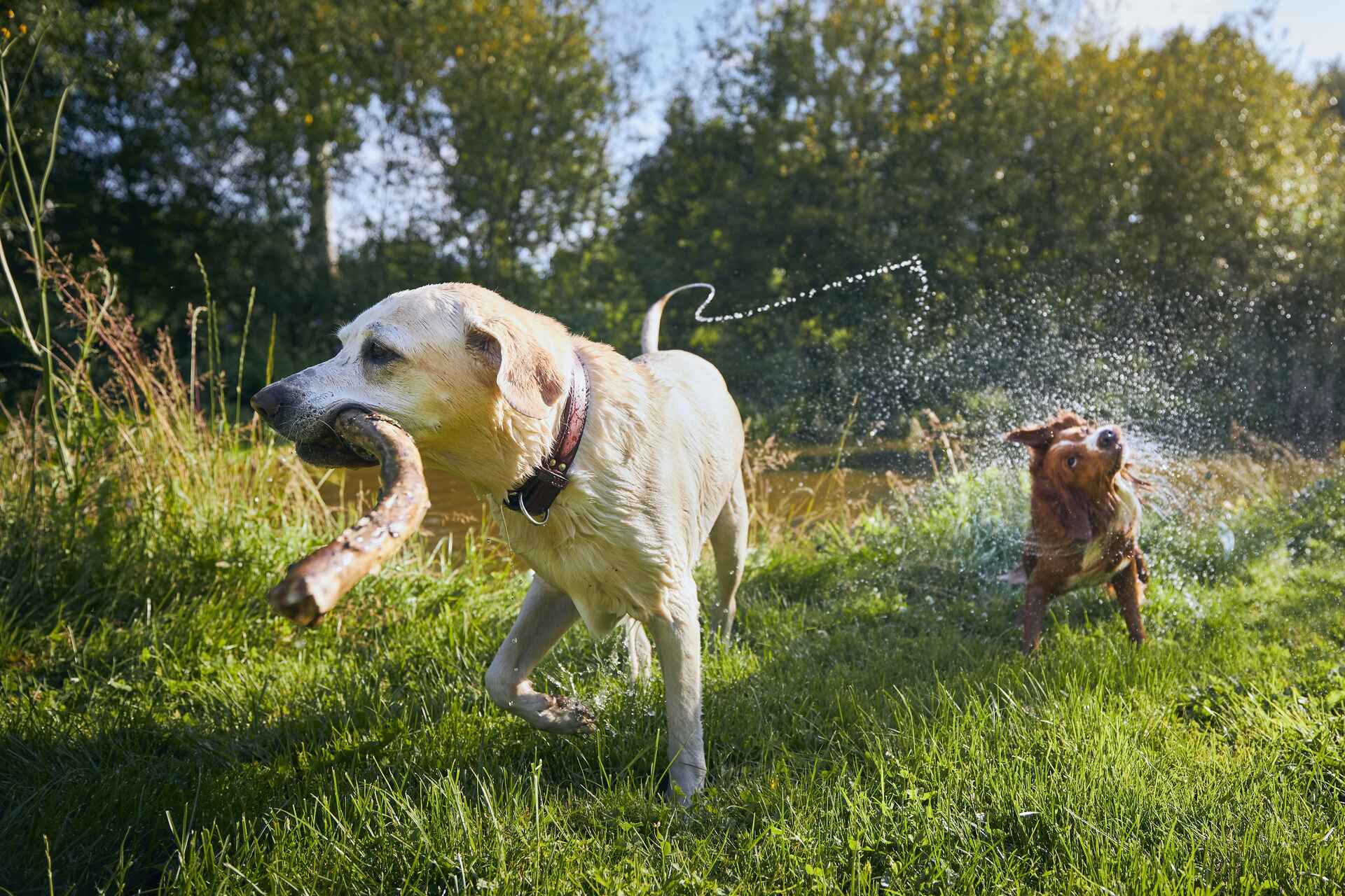 Two dogs playing in a backyard