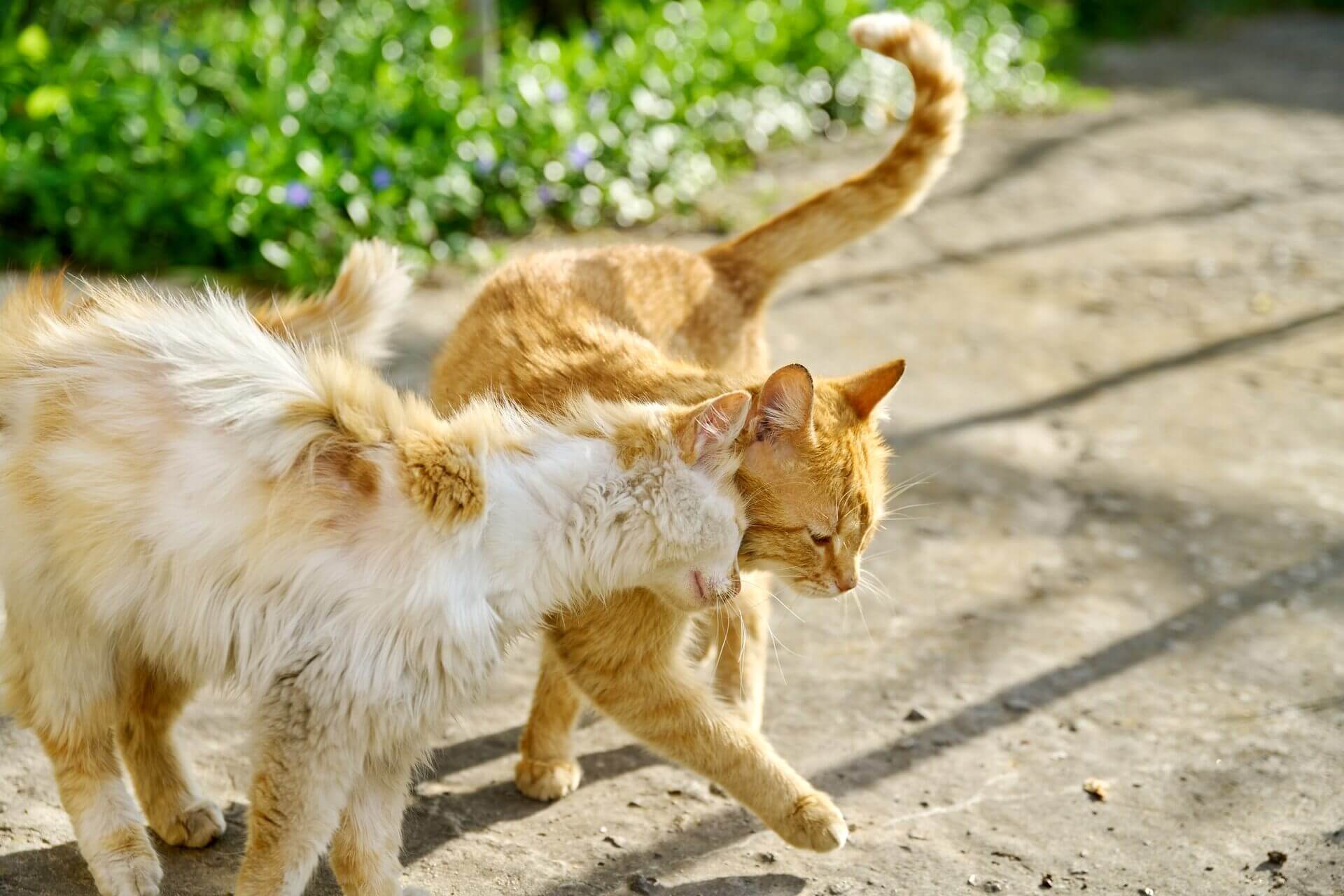 A cat in heat playing with another outdoors