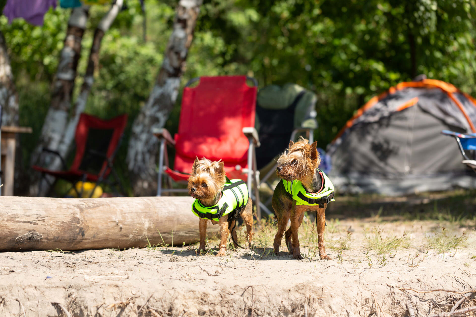 Two small dogs at a campsite