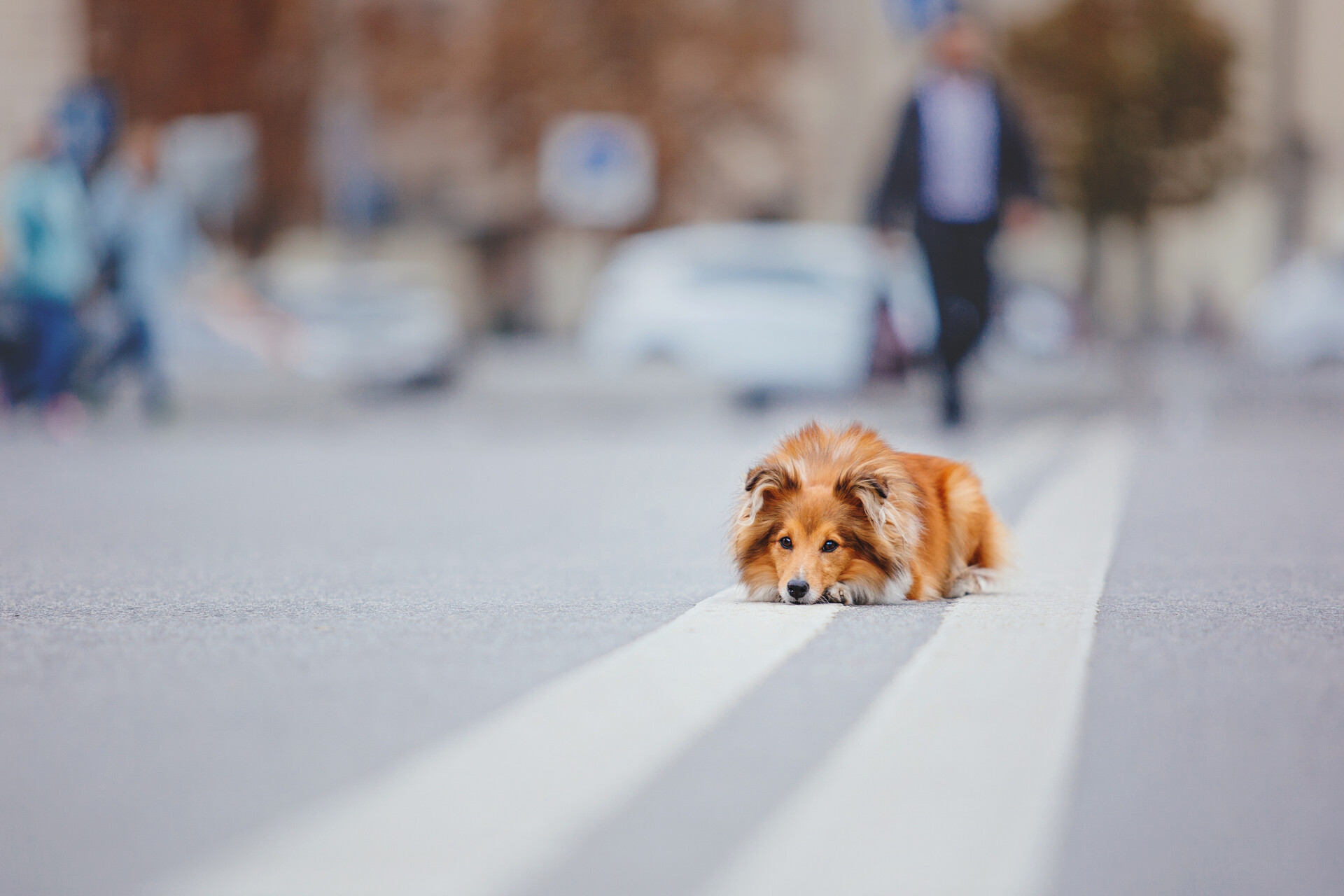 A lost dog sitting in the middle of a street