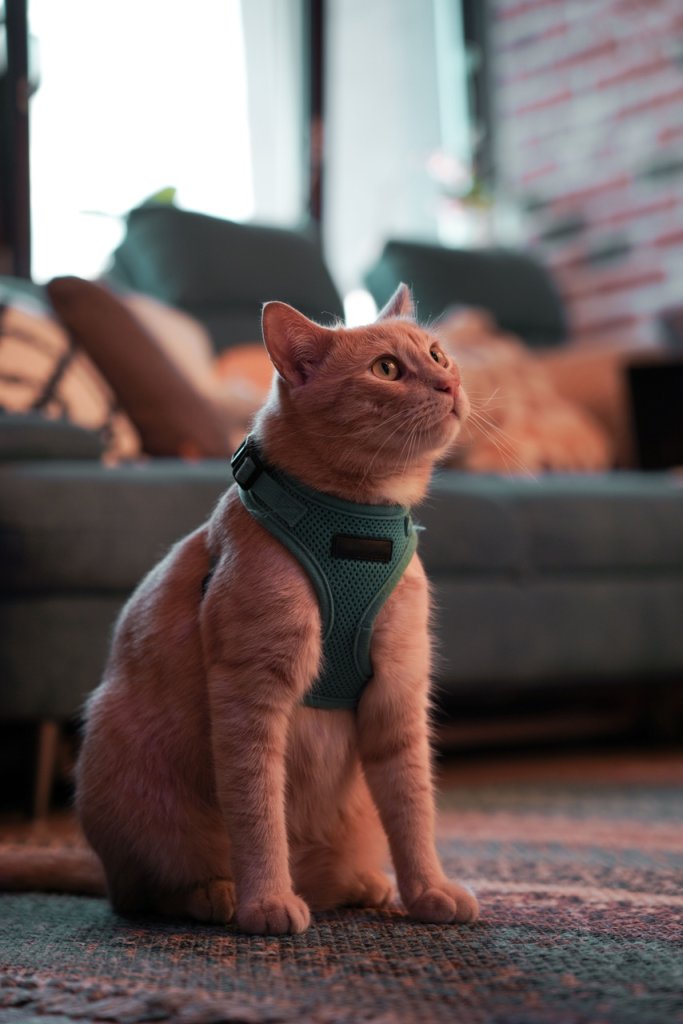 A cat wearing a harness indoors