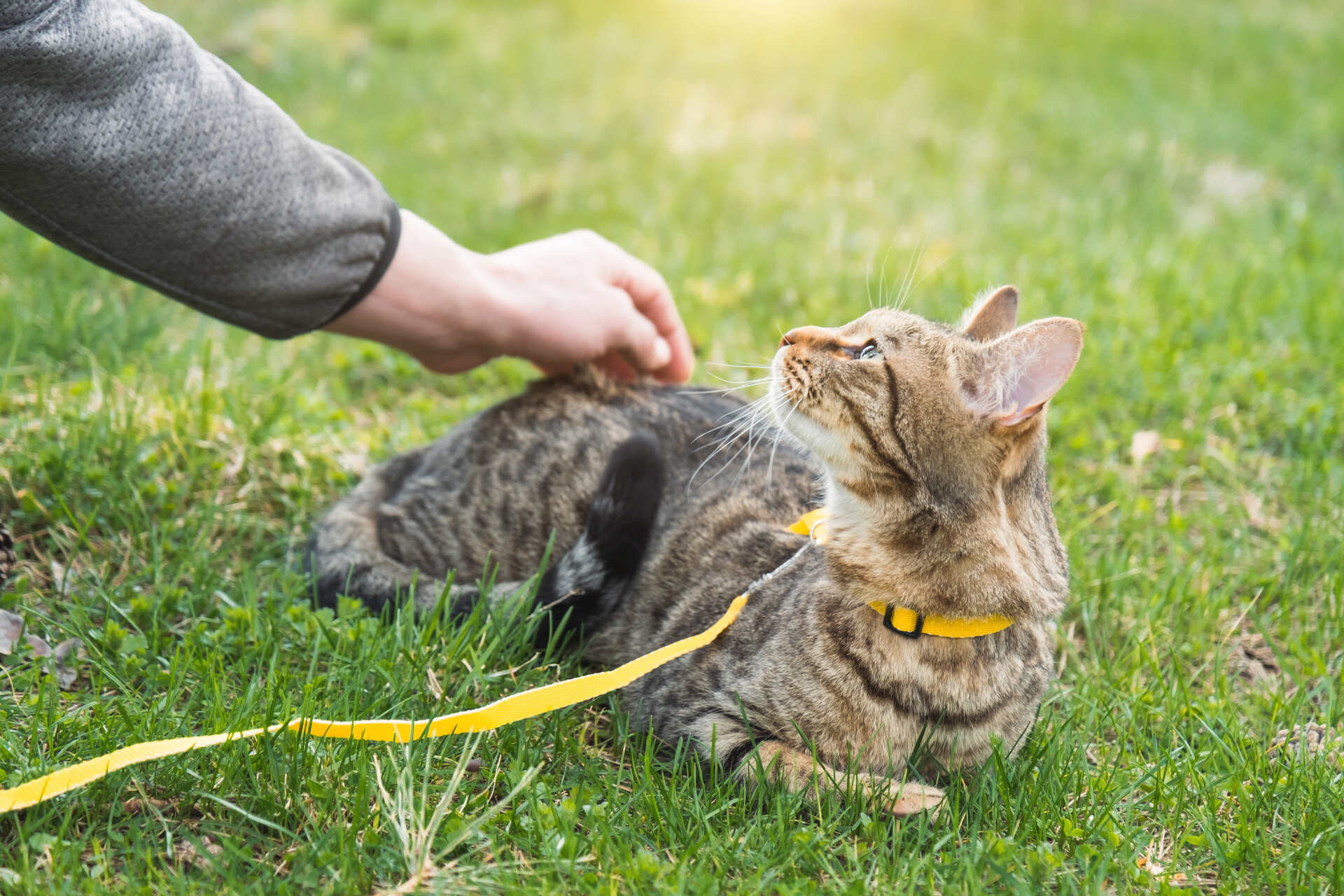 A man petting a leashed cat