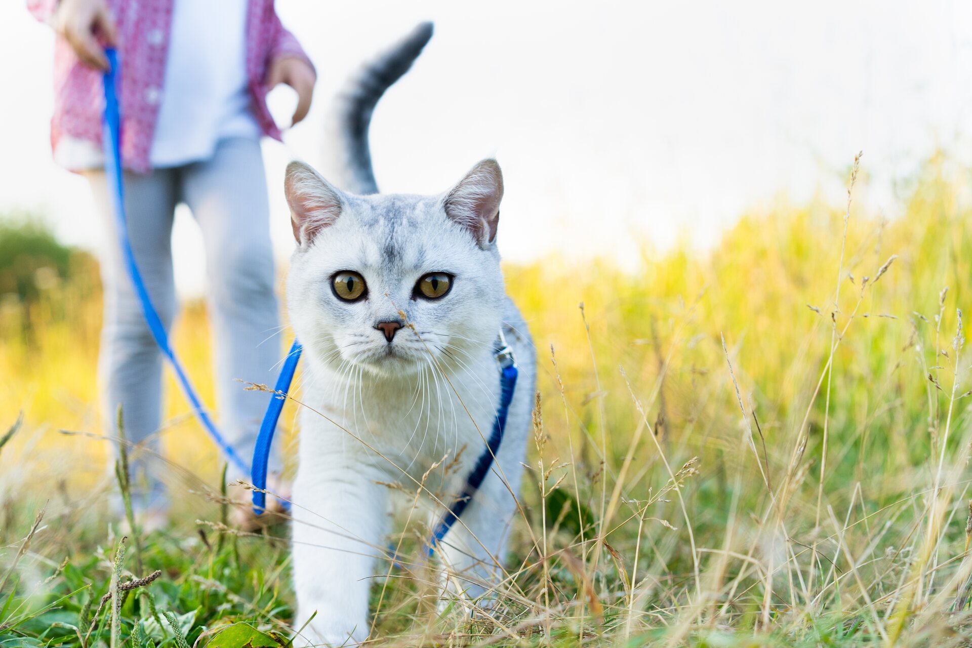 A cat walking outdoors on a leash