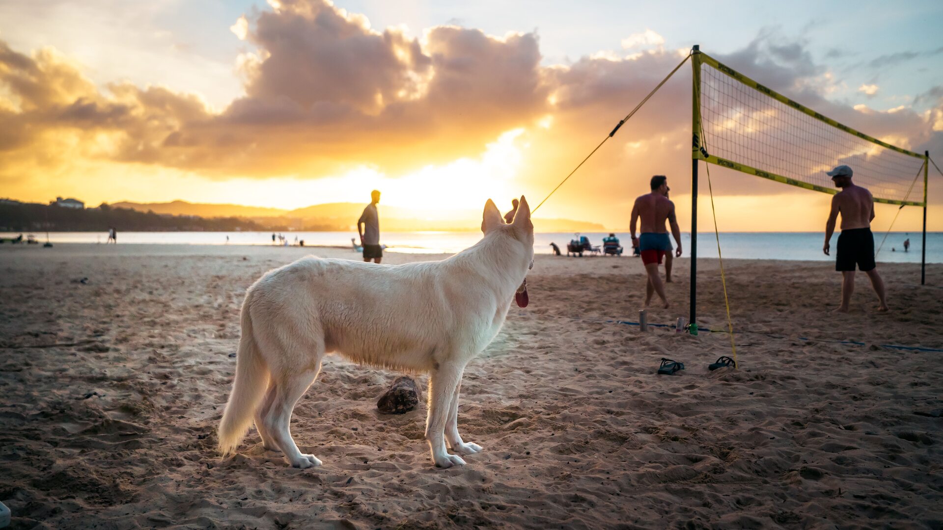 A dog playing on a beach on vacation