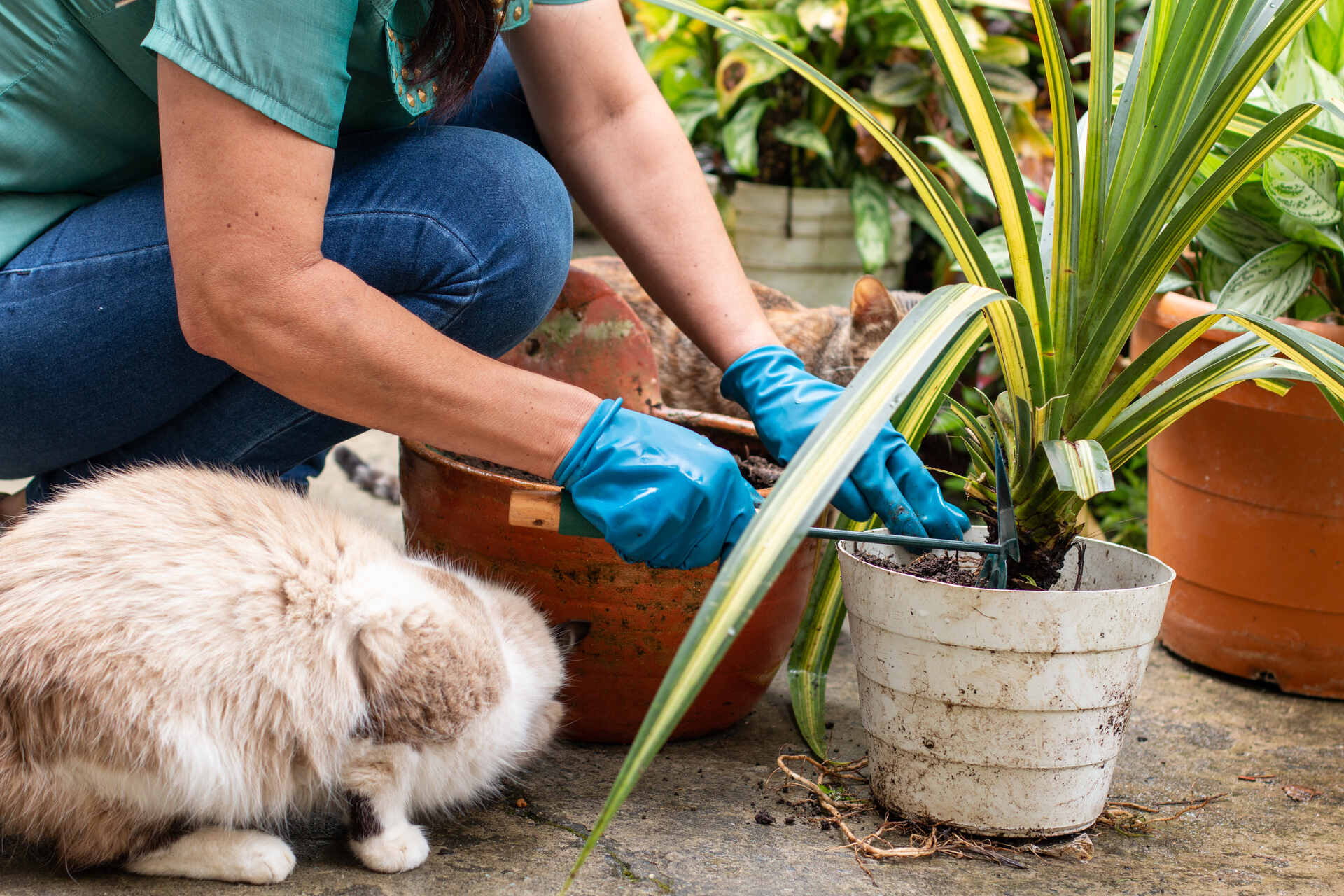 A woman gardening next to her cat