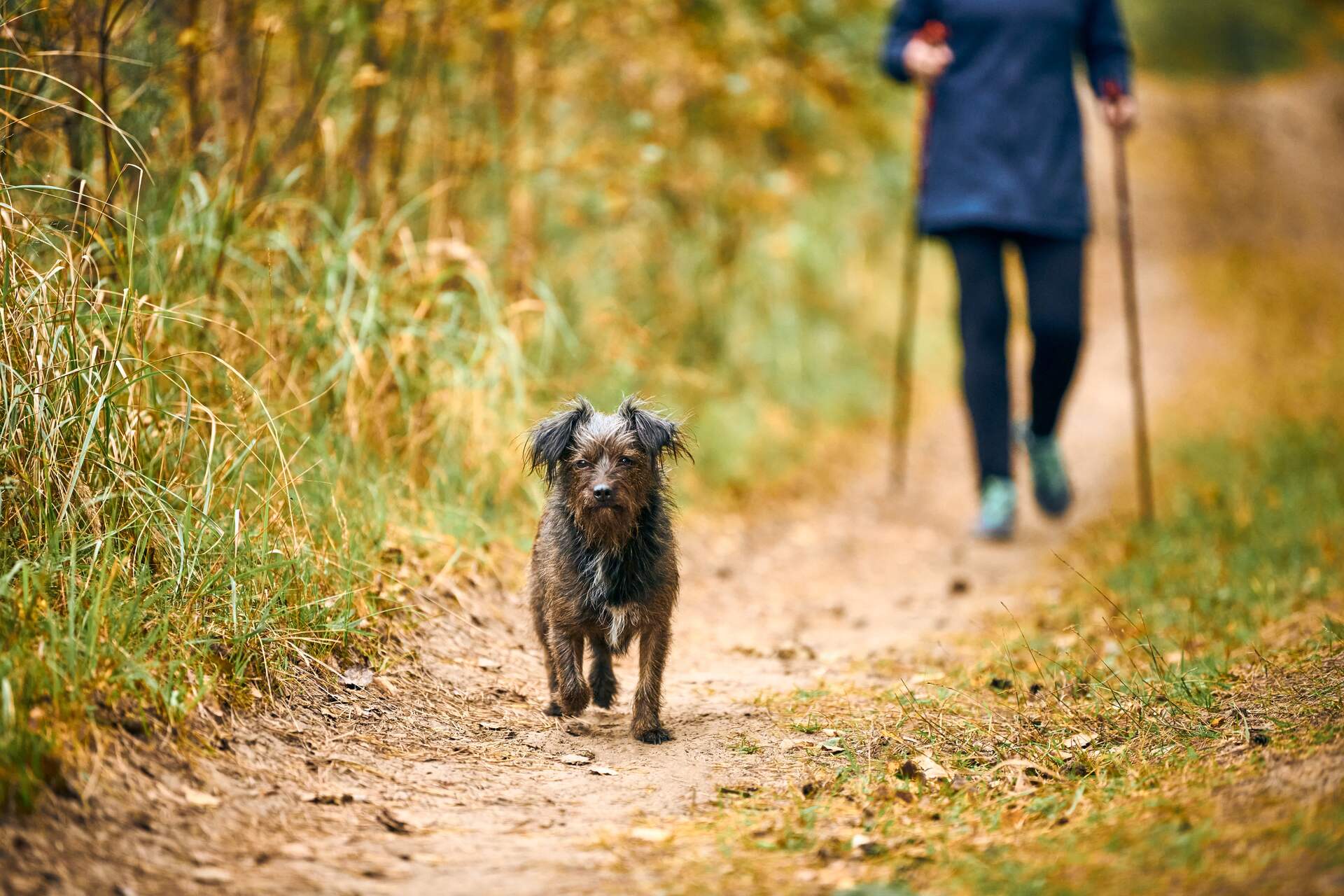 A woman following a dog on a walk