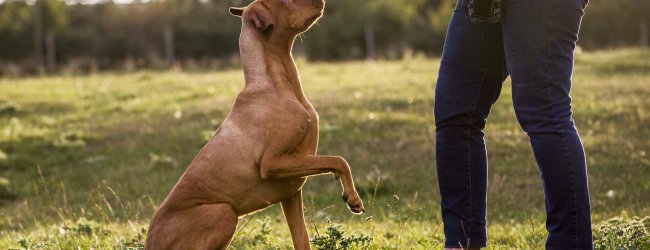 A woman training a dog outdoors