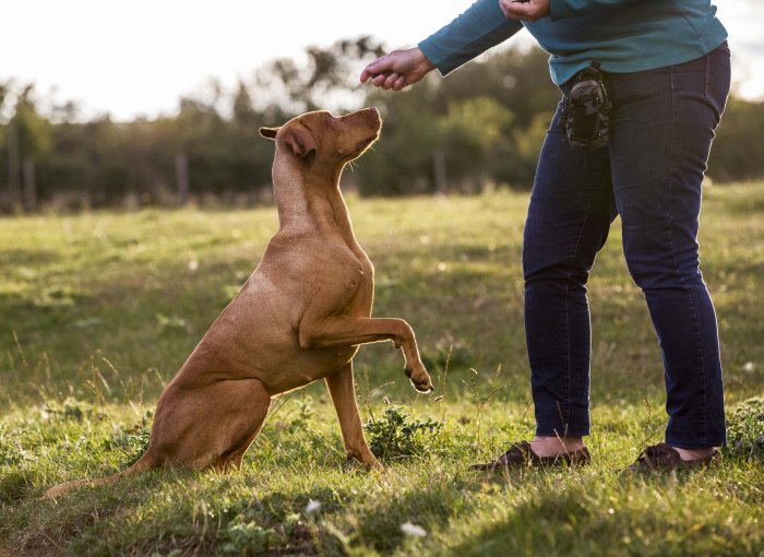 A woman training a dog outdoors