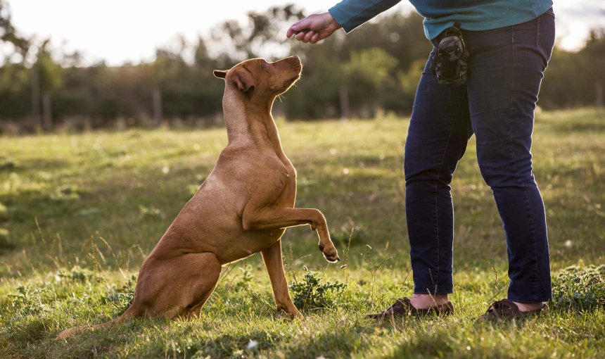 A woman training a dog outdoors