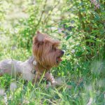 A Yorkie lying in the grass