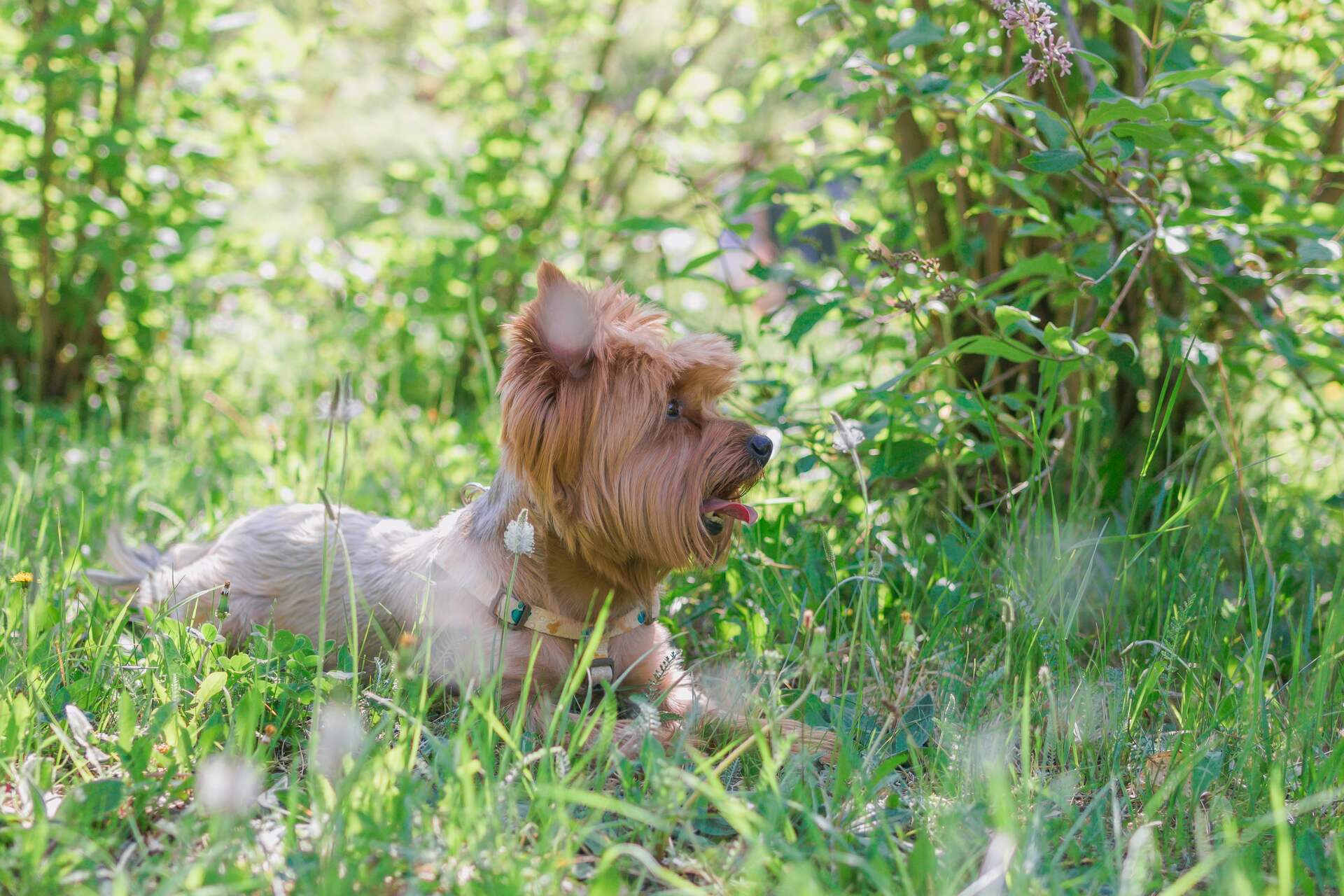 A small dog sitting in a forest