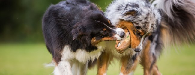 Two dogs fighting over a toy in a garden