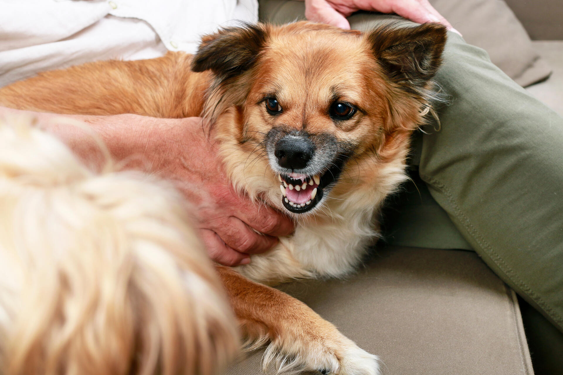 A scared dog growling through a panic attack