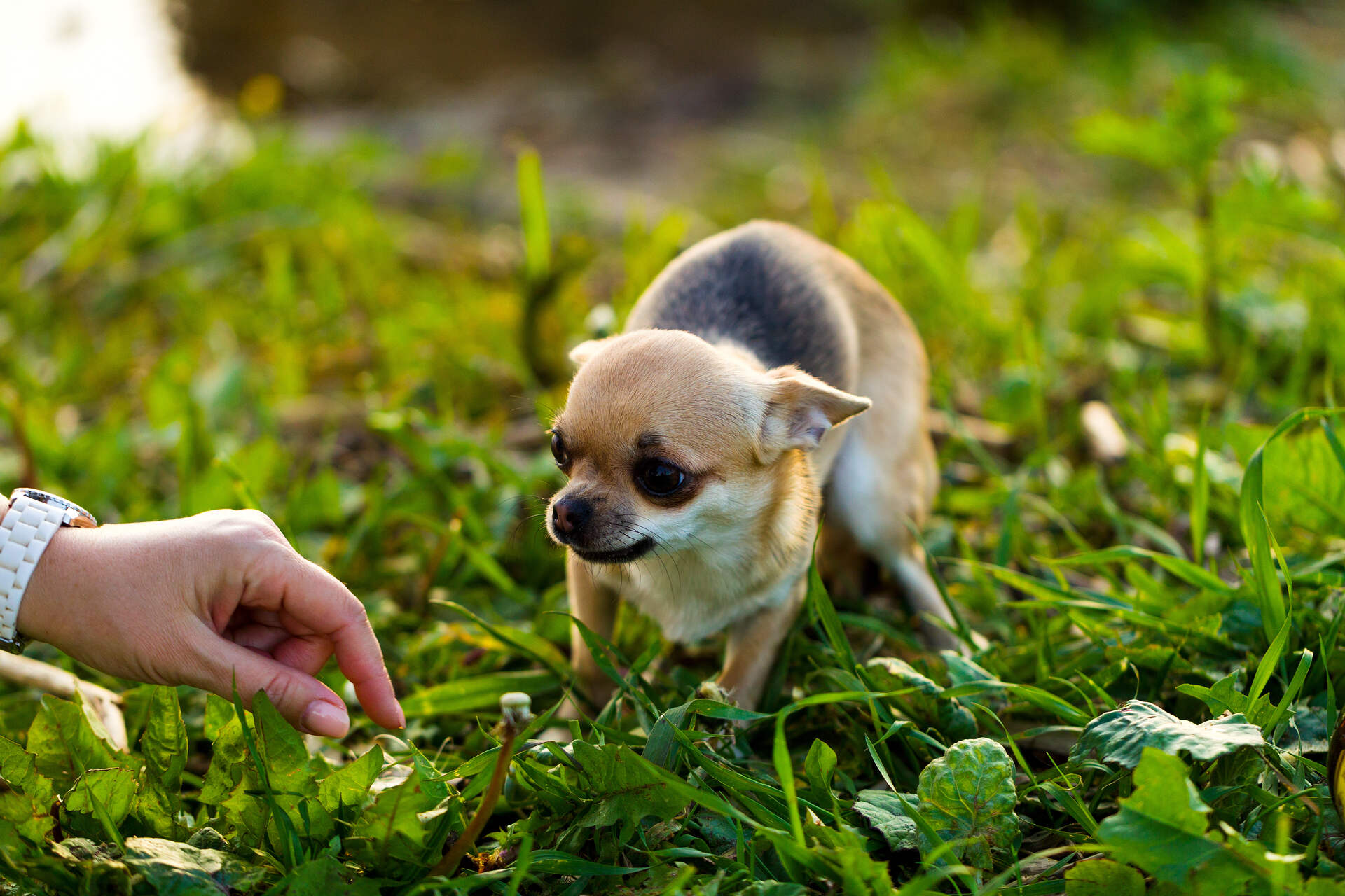 A man approaching a scared dog