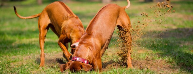 Two dogs digging a hole in a lawn