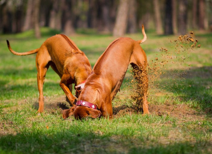 Two dogs digging a hole in a lawn