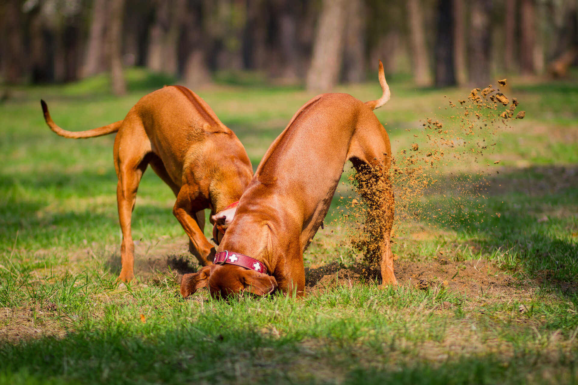 Hund gräbt im Garten Tractive