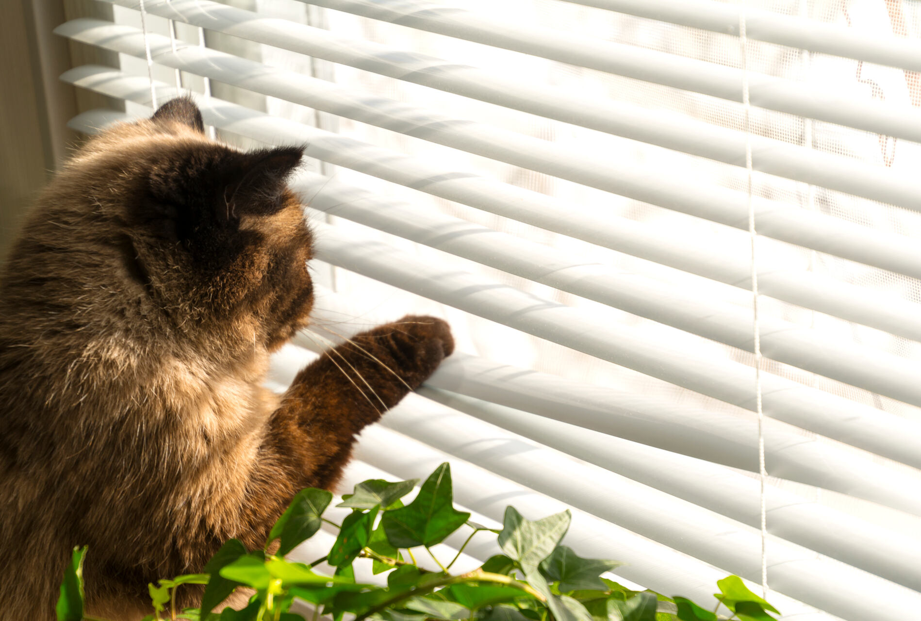 A cat looking out through a window between the blinds