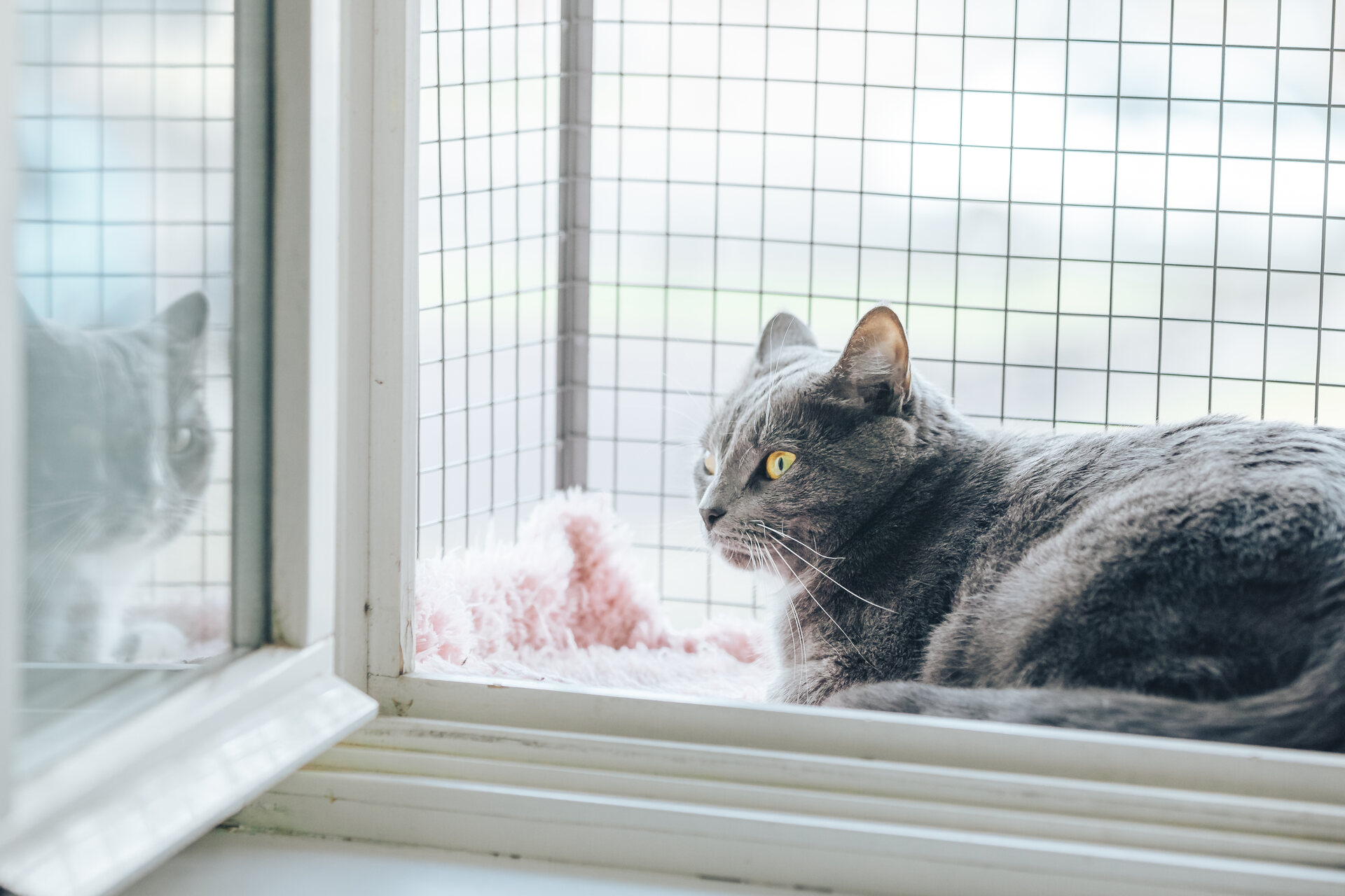 A cat sitting by a window catio with wire coverings