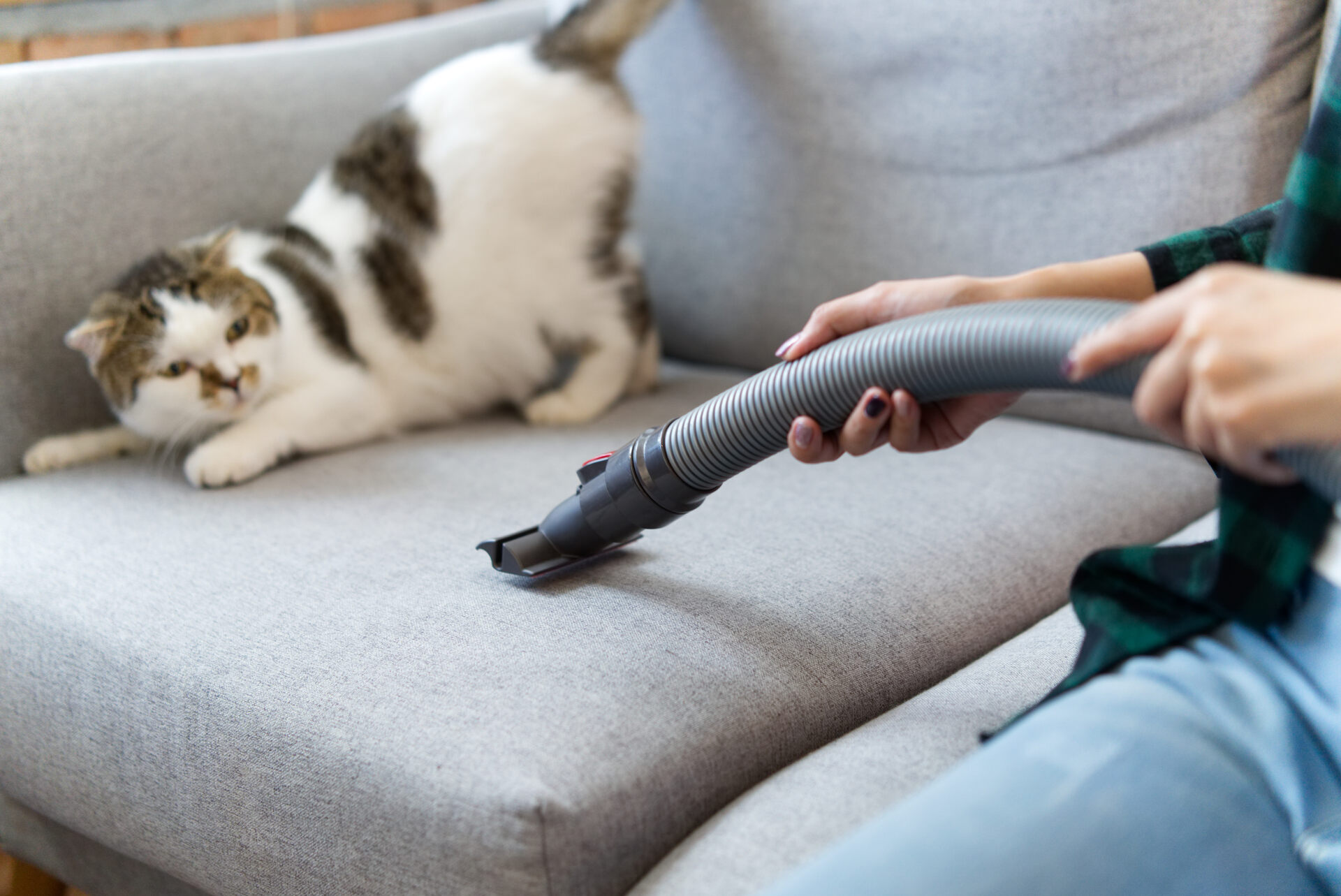 A woman vacuuming a sofa with a cat on it