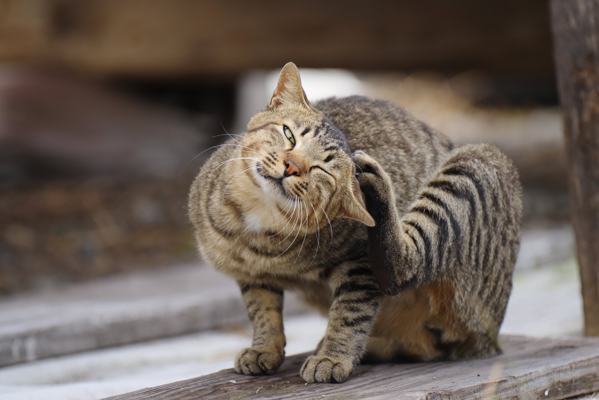 A cat with lice scratching itself