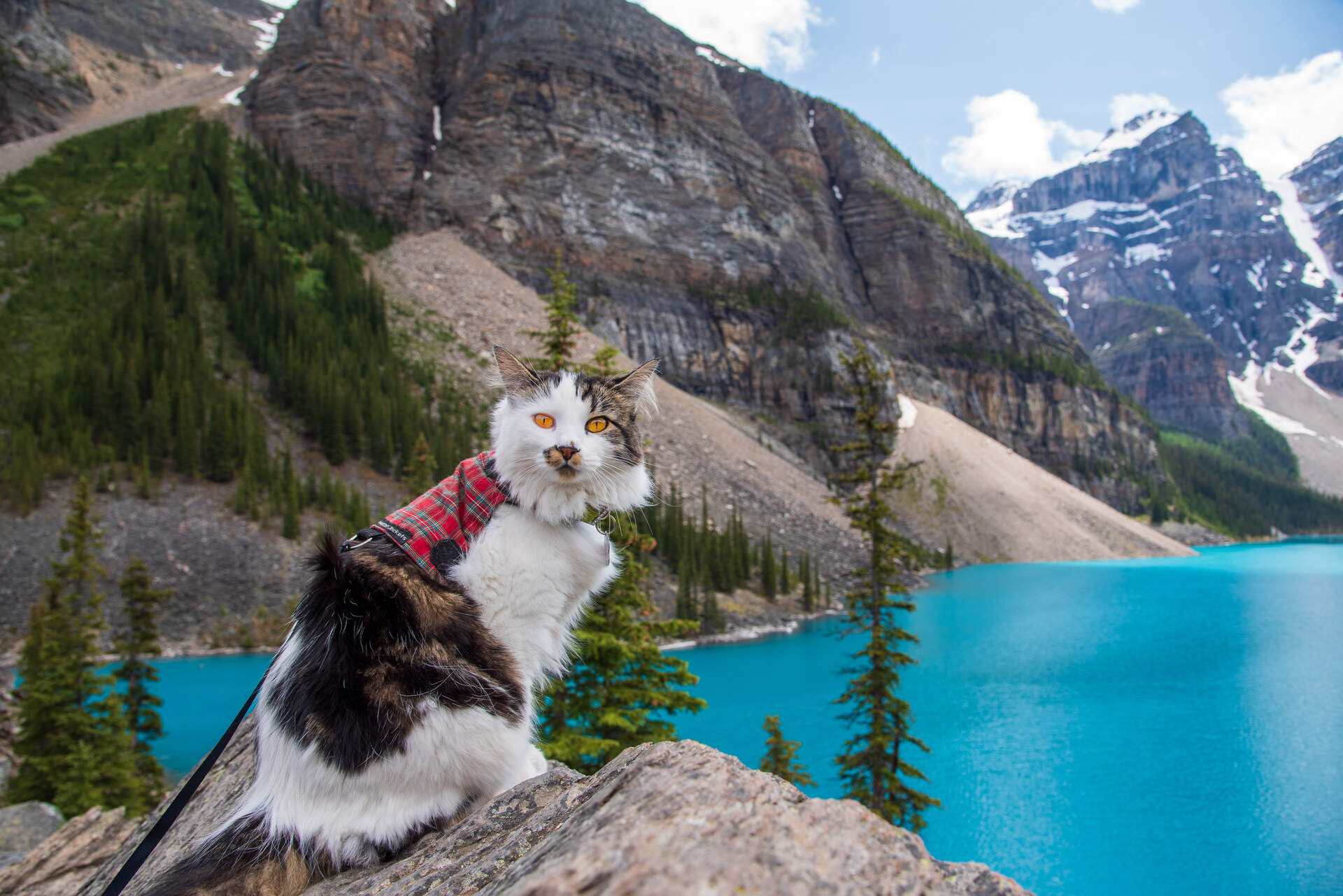 A cat out on a hike by a mountain lake