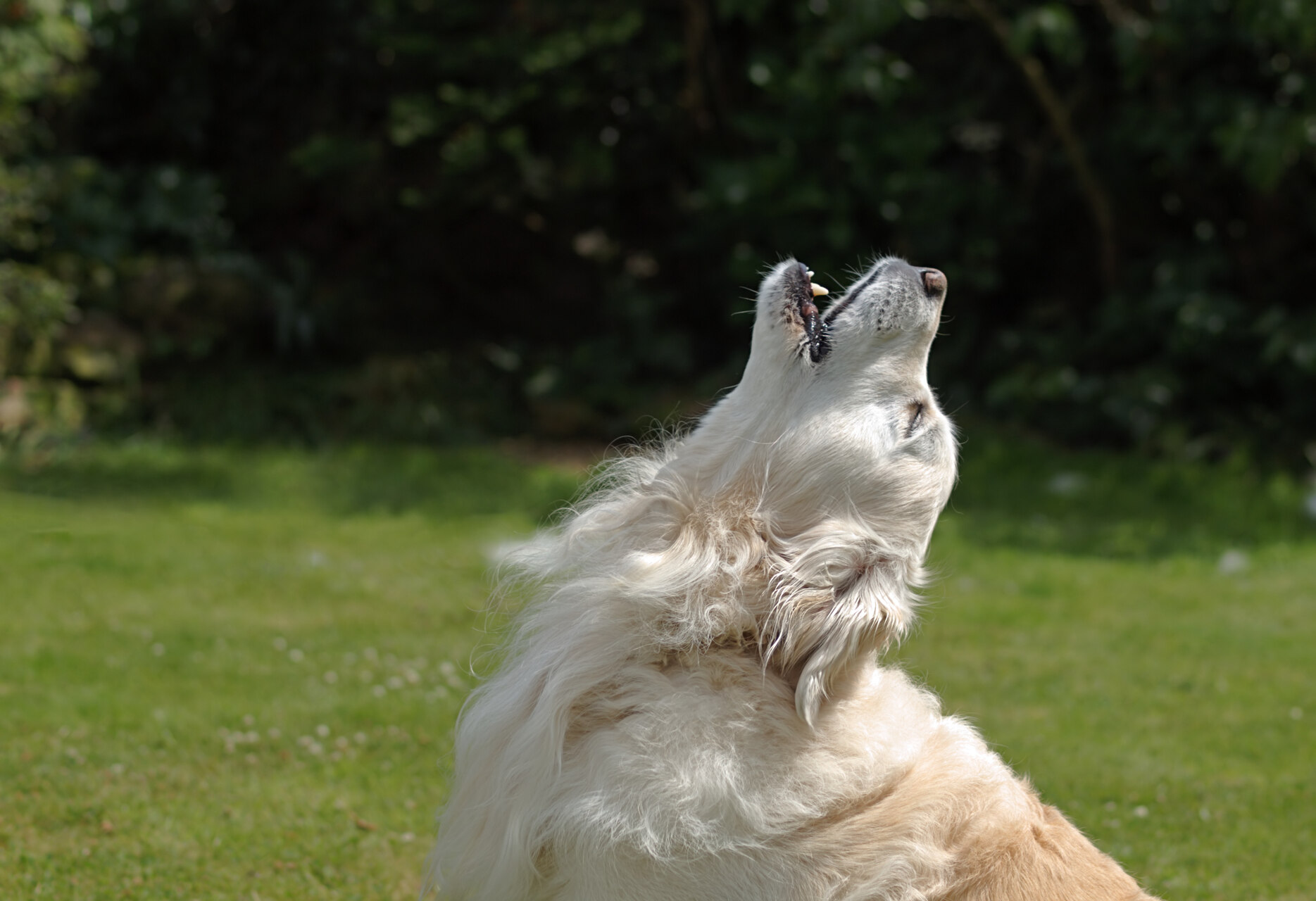 A dog howling in a lawn