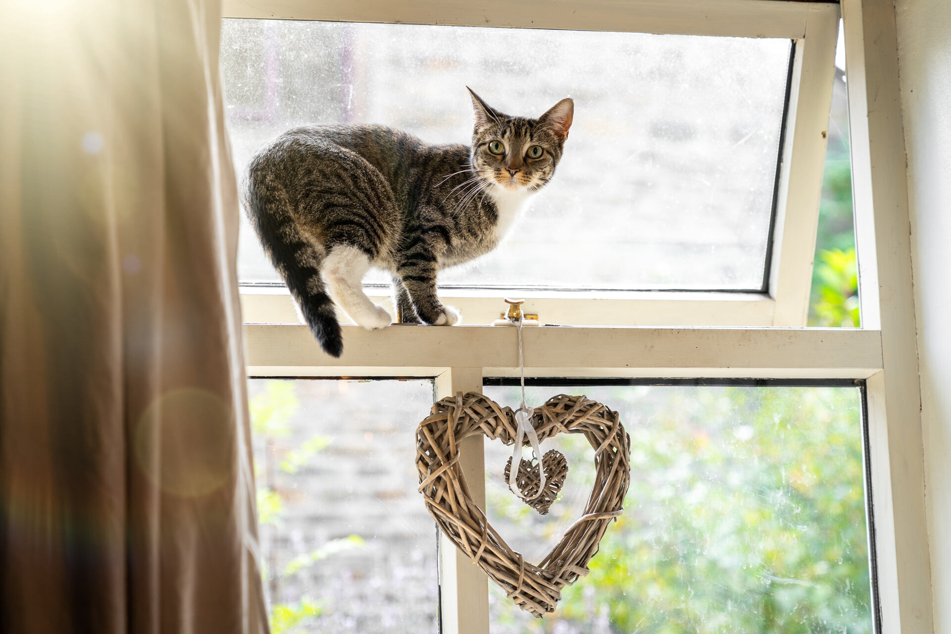 A cat sneaking outdoors through a window