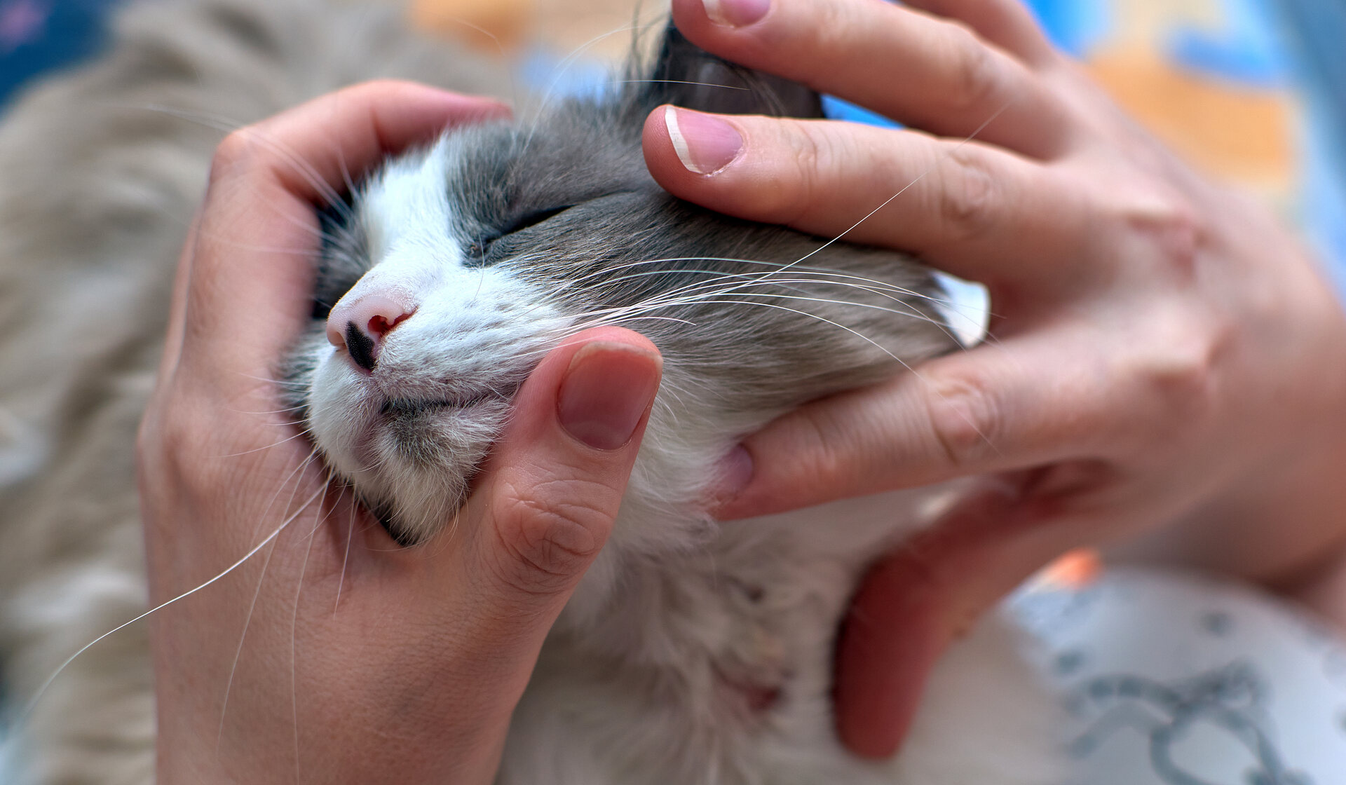 A woman checking her cat's fur for nits