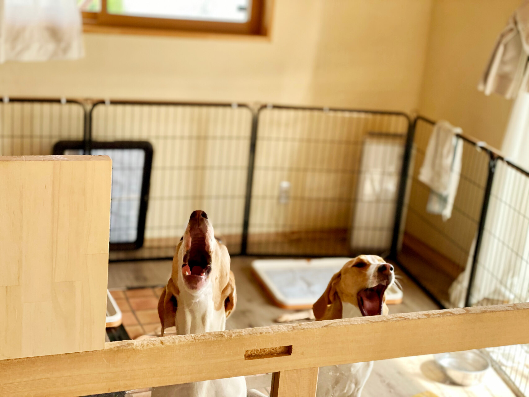 A pair of bored dogs howling in a play pen indoors