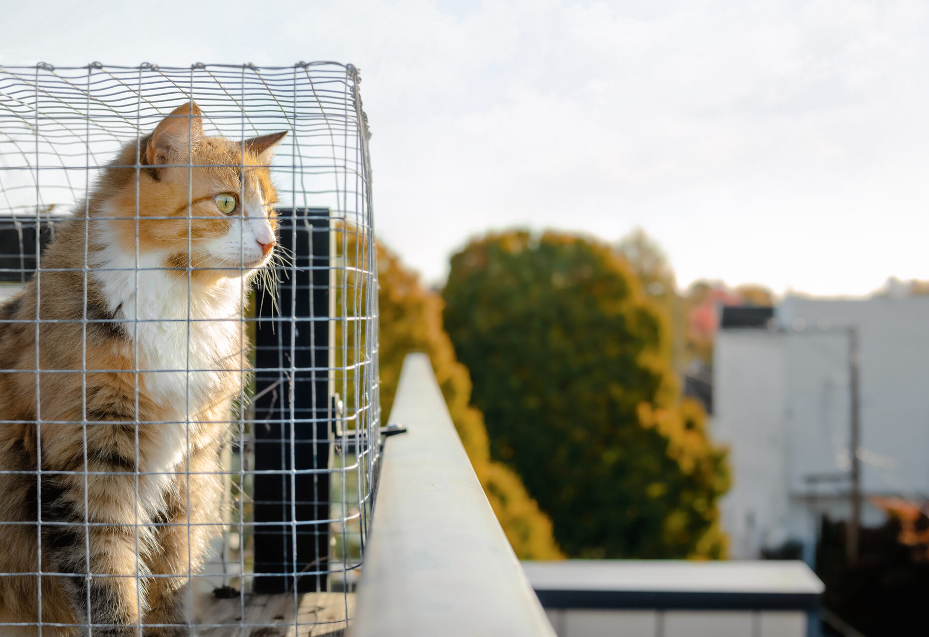 A cat in a safe mesh cage overlooking a balcony