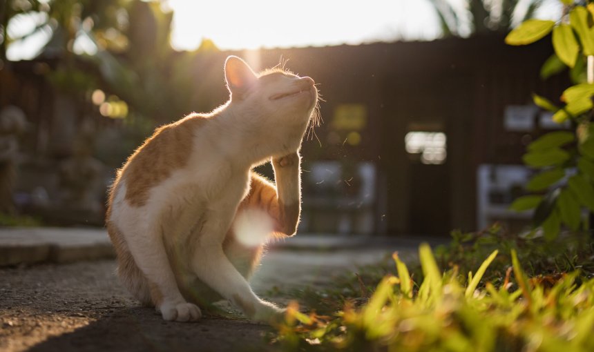 A cat scratching itself outdoors