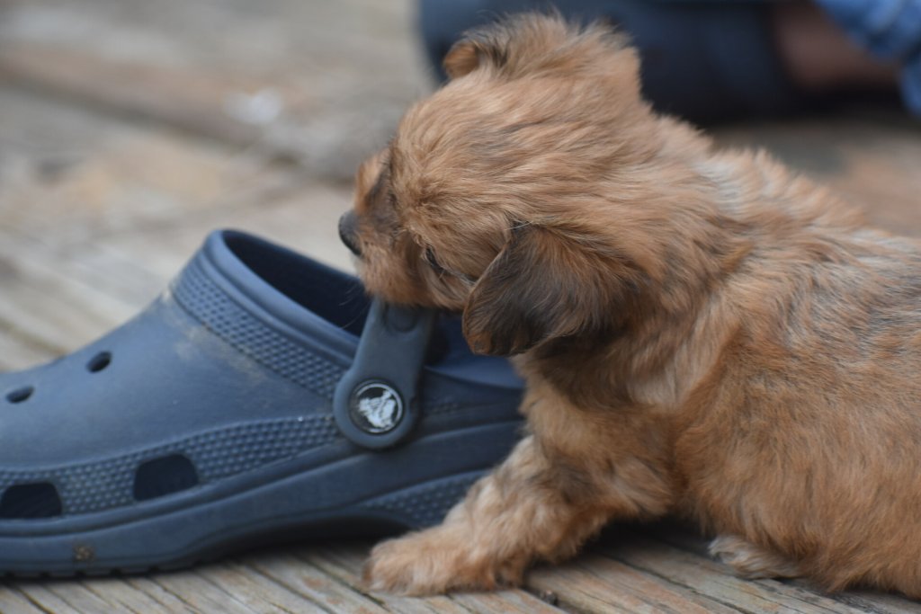 A puppy chewing on a slipper