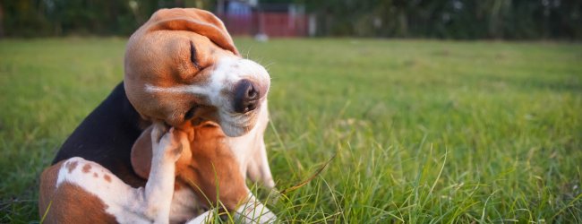 A small dog with lice scratching itself in a garden