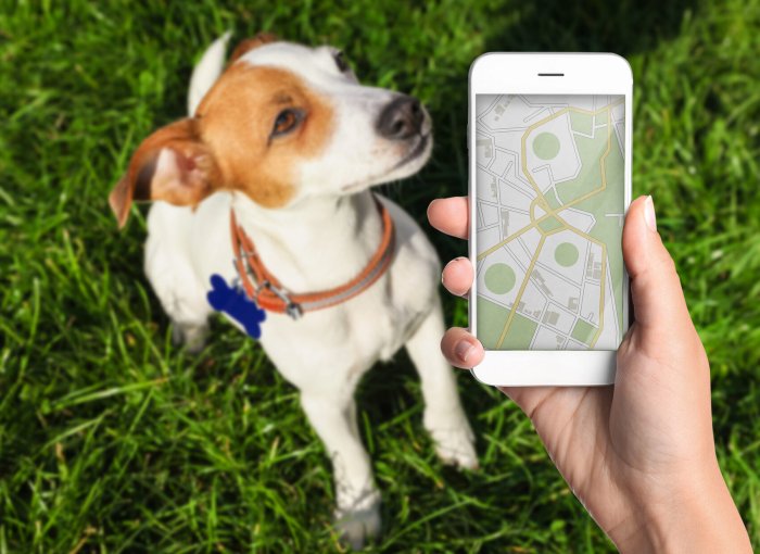 Eine Frau scannt die ID-Marke eines Hundes im Freien