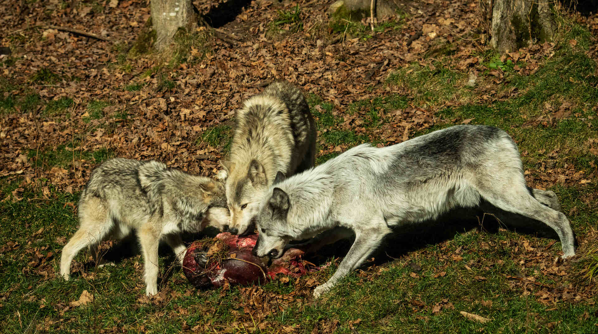 A pack of wolves eating meat in the wild