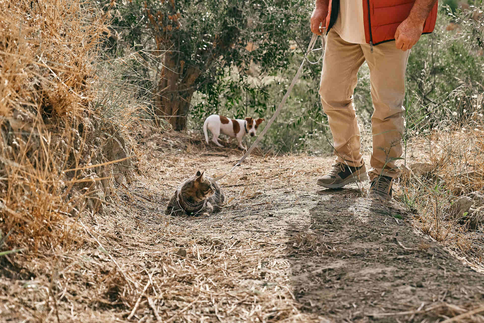 A cat on a leash looking back towards a dog on a hiking trail