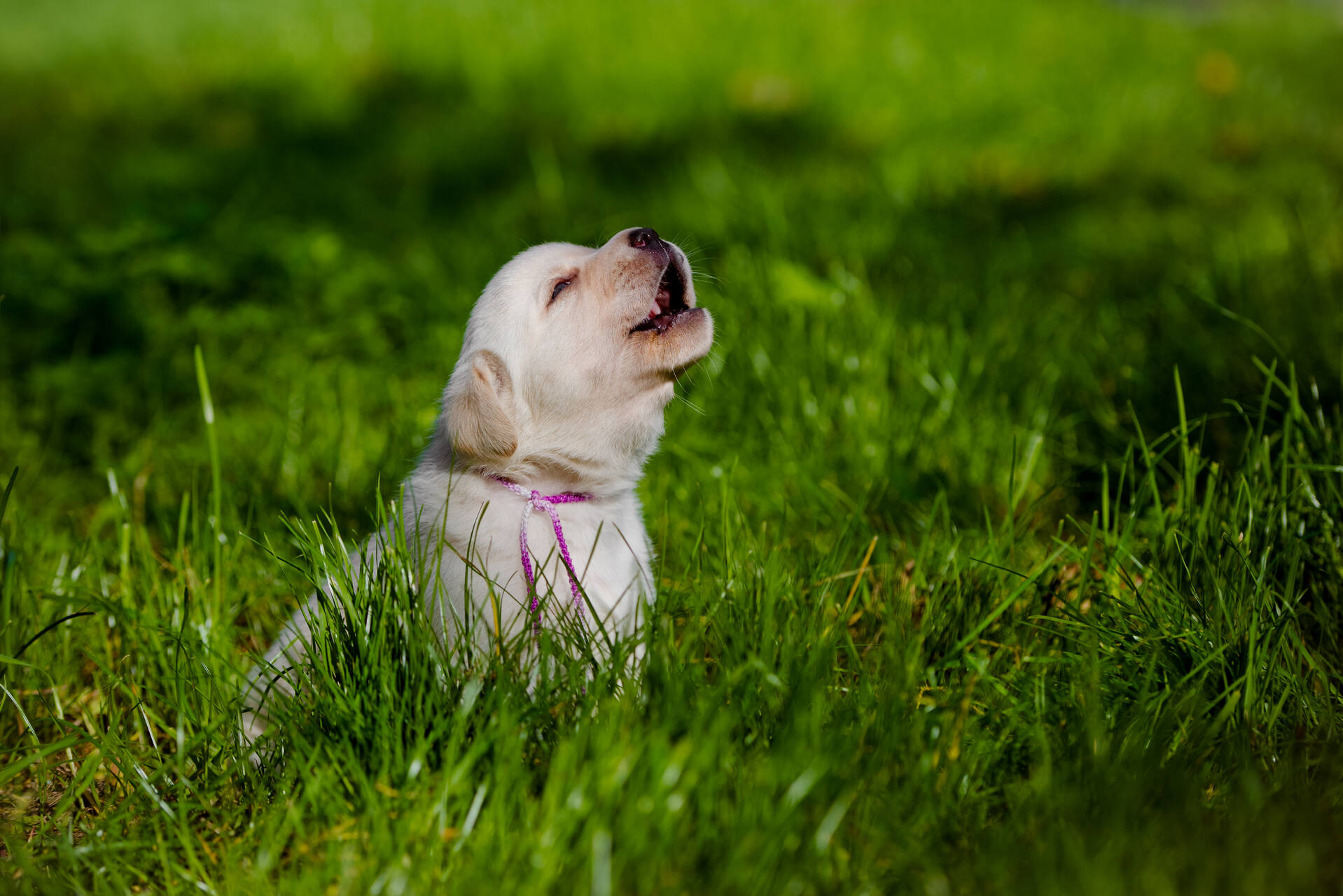 A puppy howling in the grass