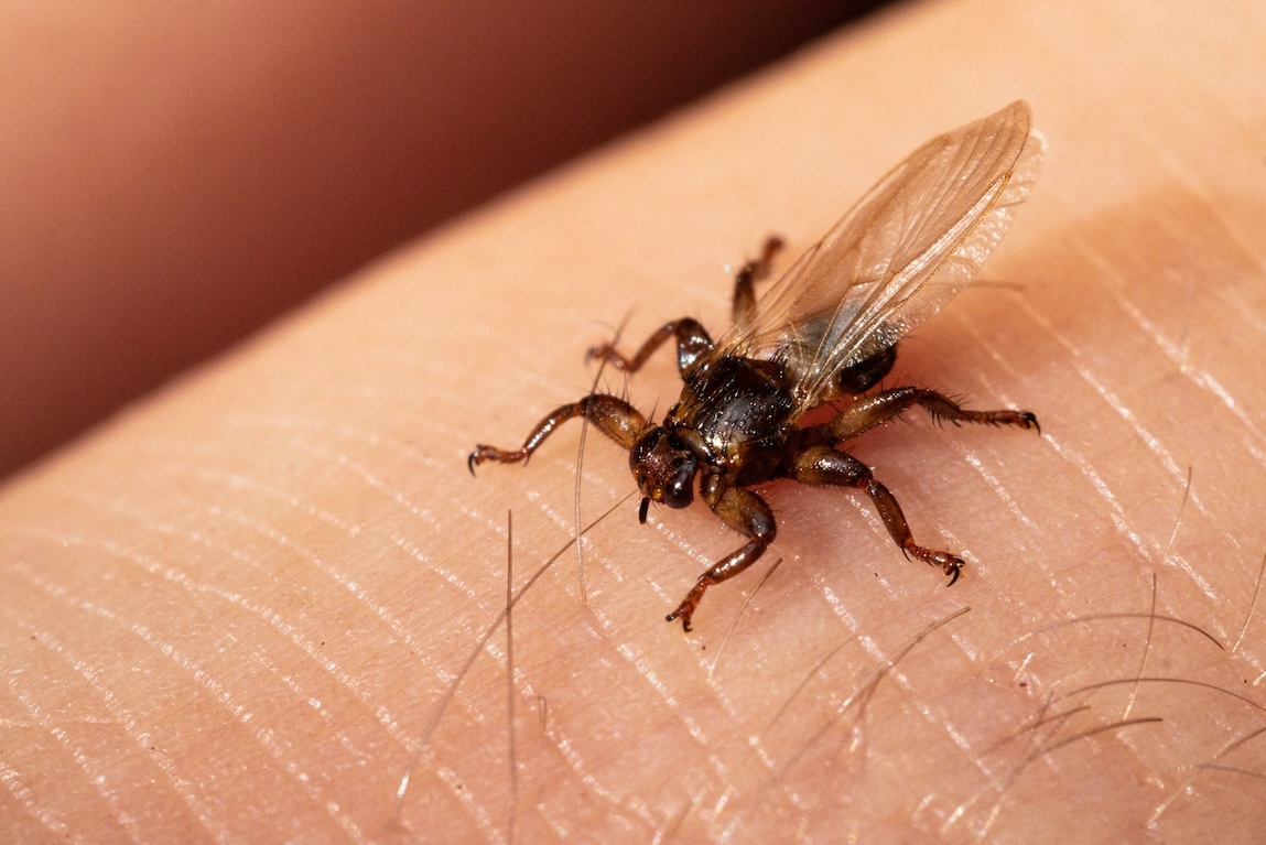 Nahaufnahme Hirschlausfliege