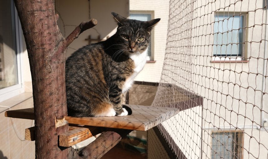 Eine Katze sitzt in einem Baum auf einem mit einem Netz gesicherten Balkon