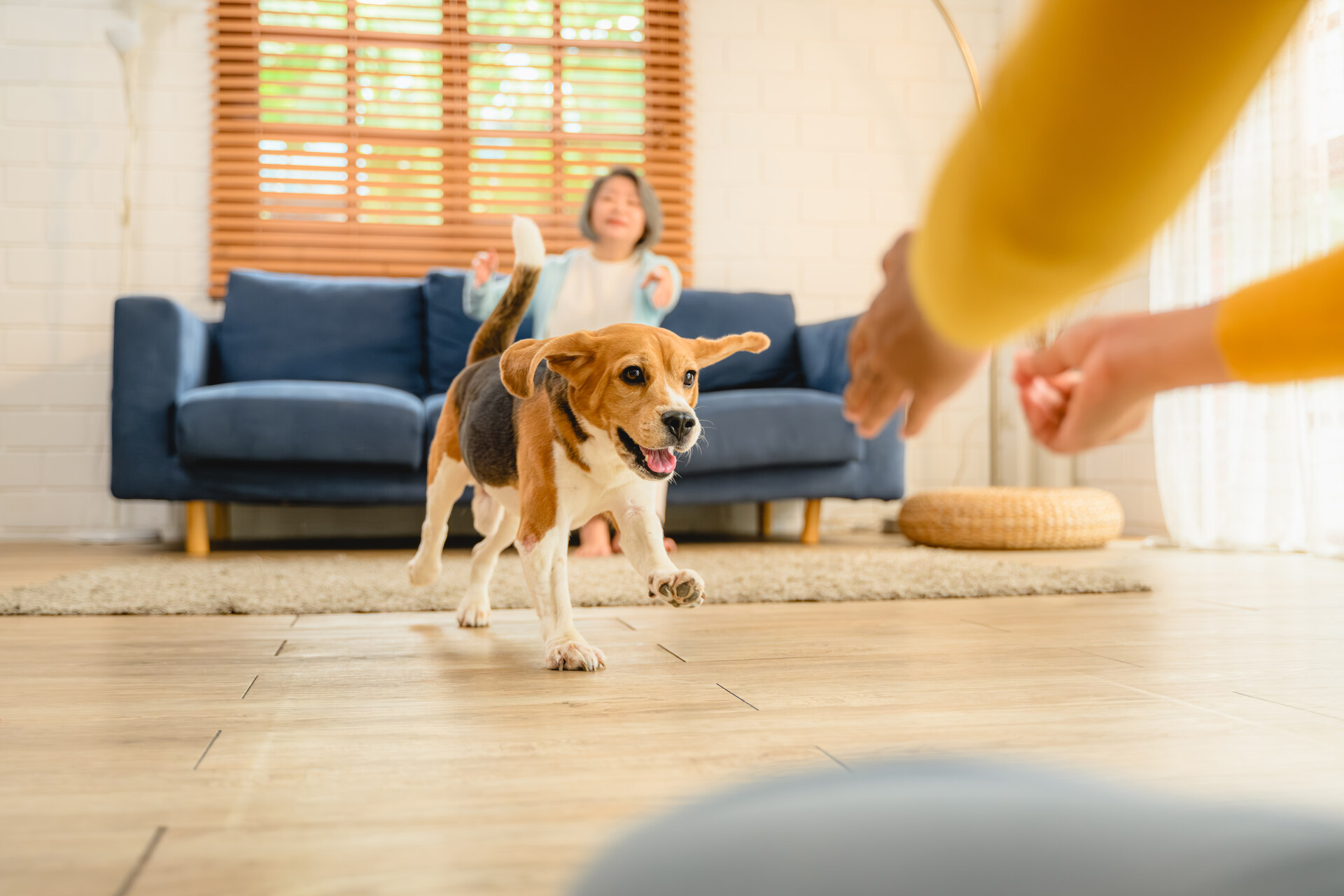 A puppy playing with a couple indoors