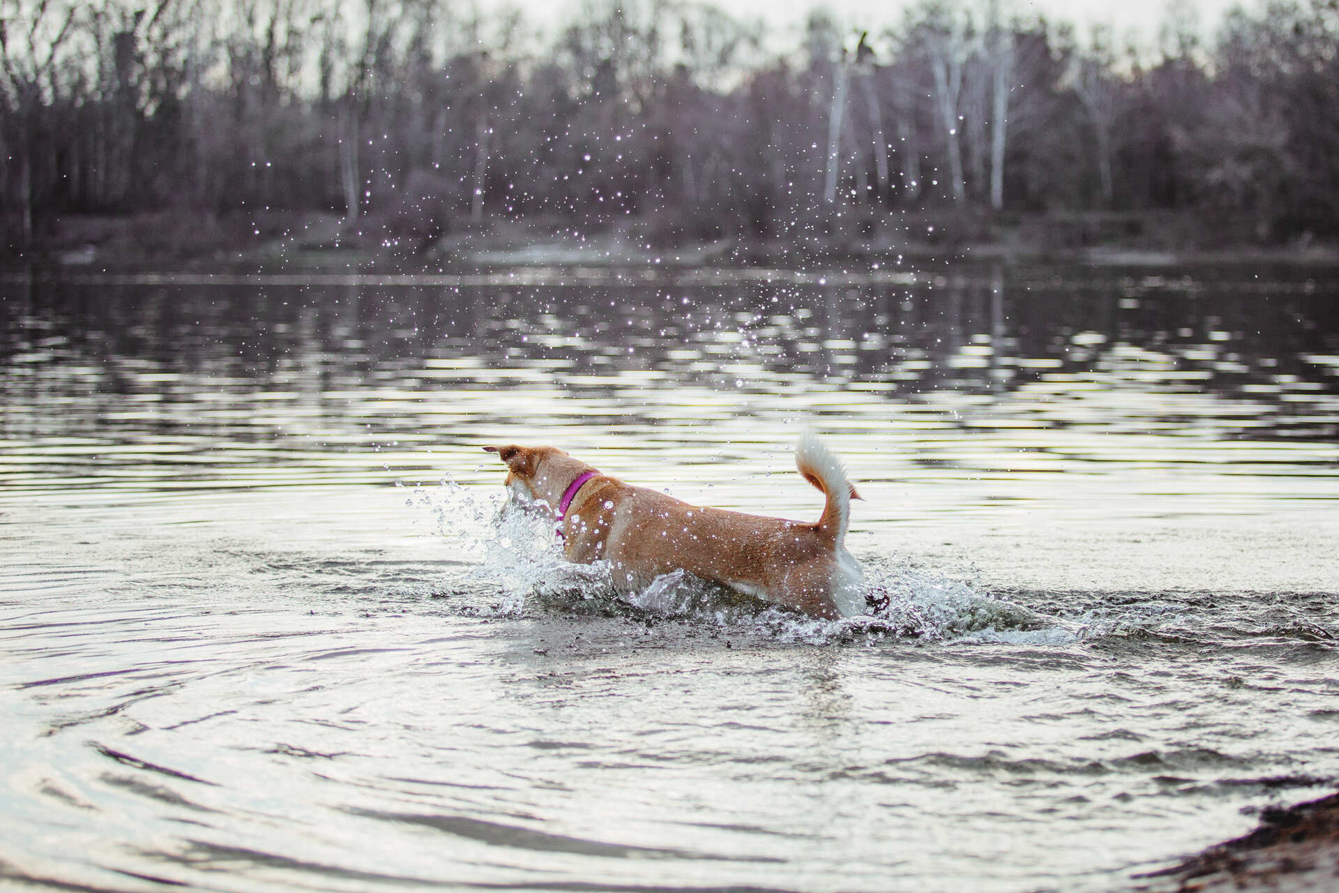 A dog playing in cold water