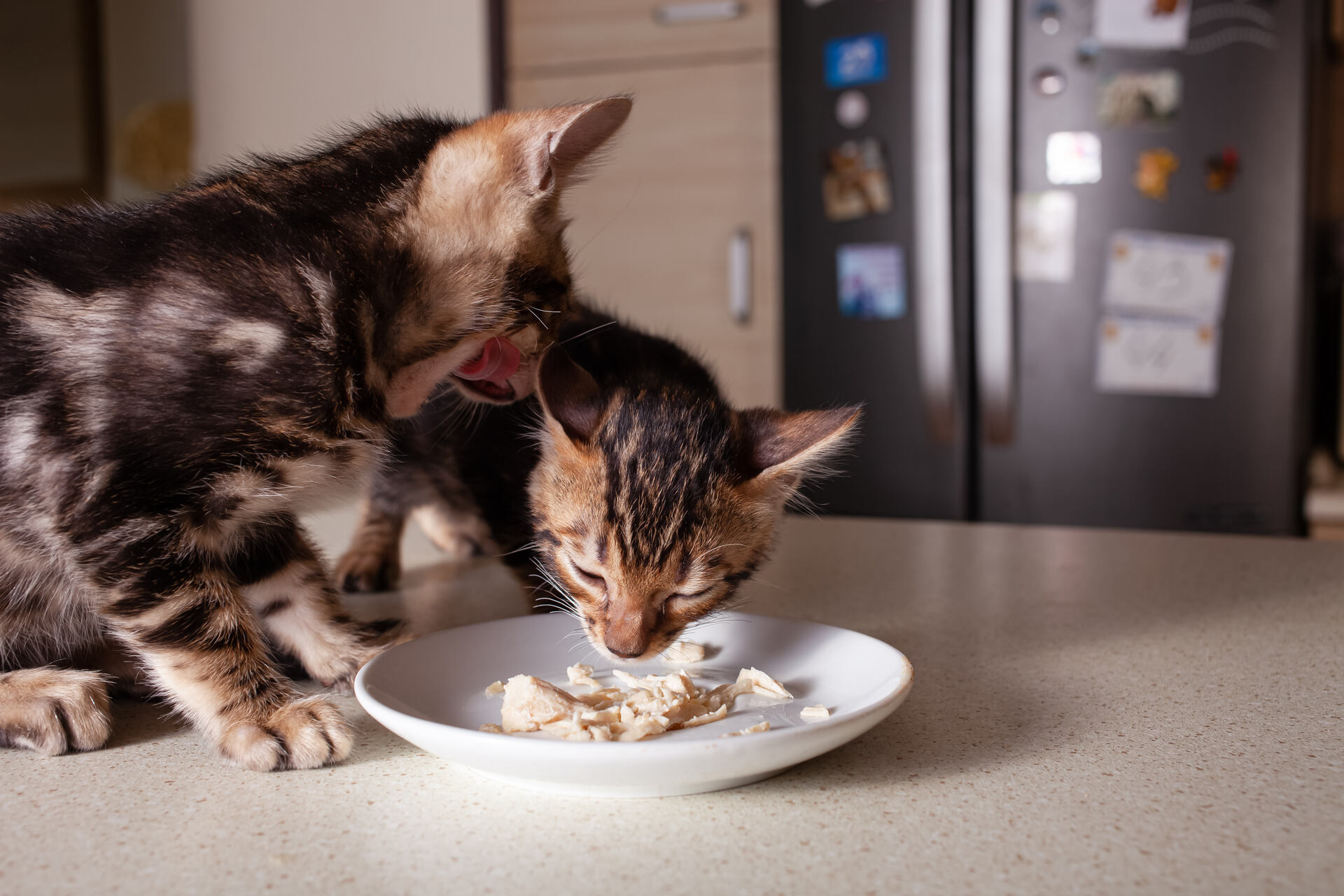 A cat bullying its sibling during mealtime