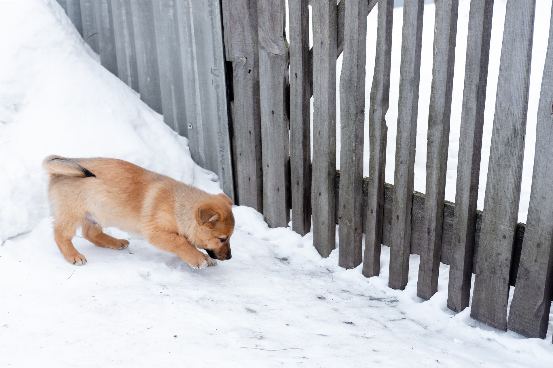 A puppy digging under a fence in the snow