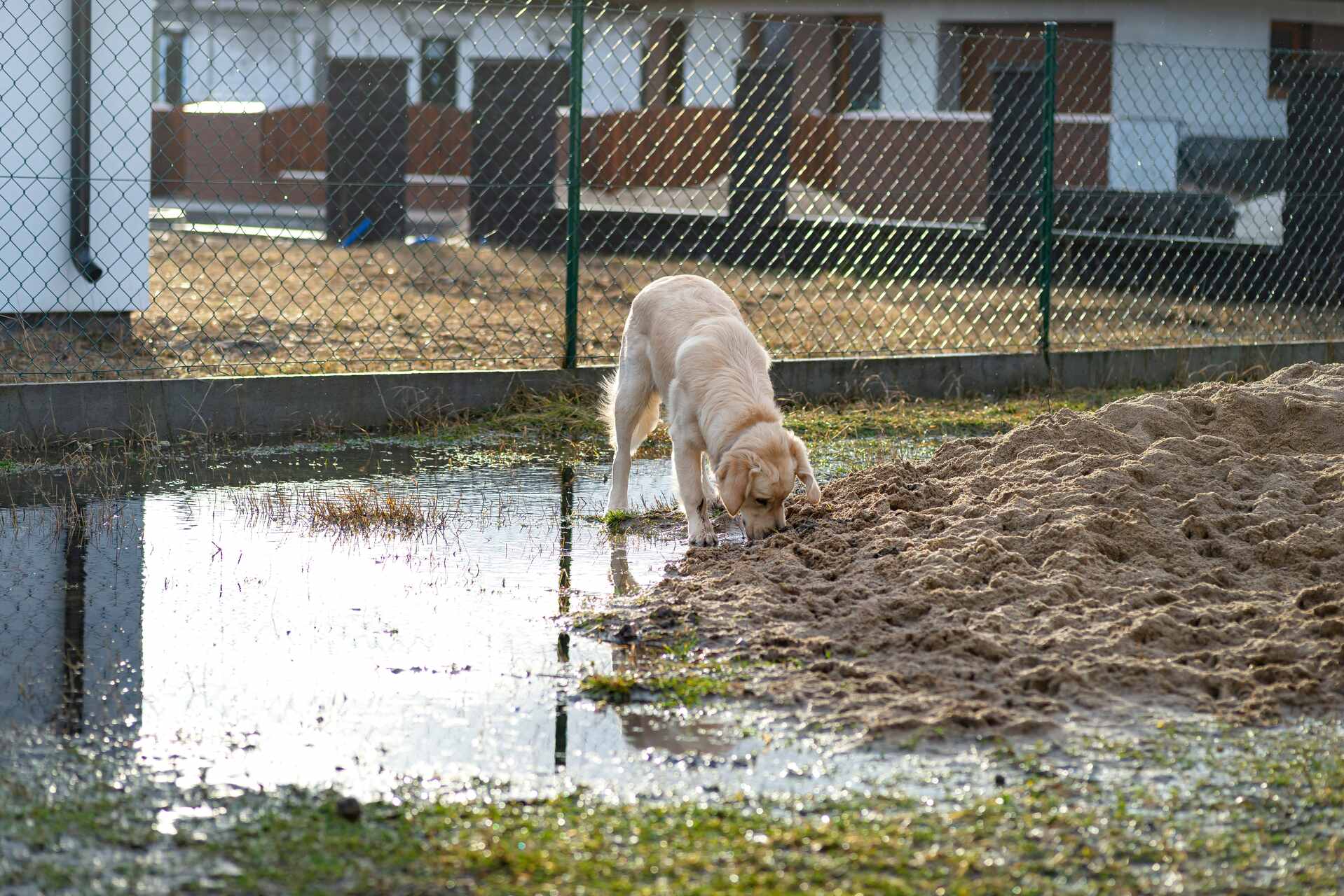 A young dog digging at a pile of sand near a fence