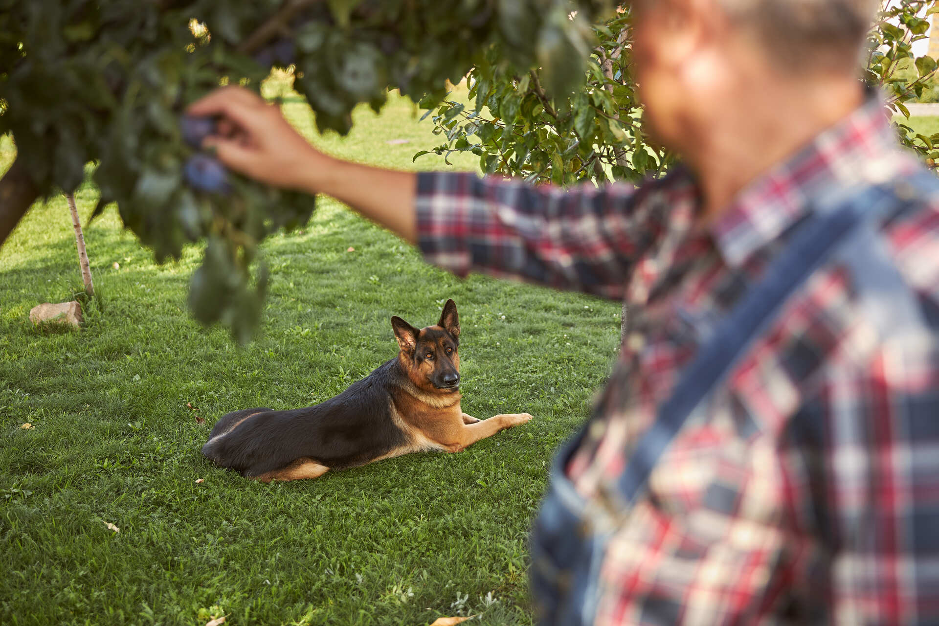 A pet thief approaching a lone dog in a yard