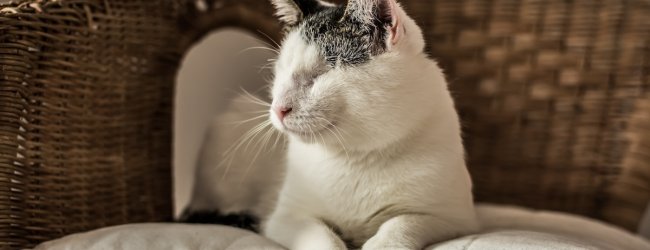 Grau-weiße blinde Katze sitzt auf einem gepolsterten Stuhl