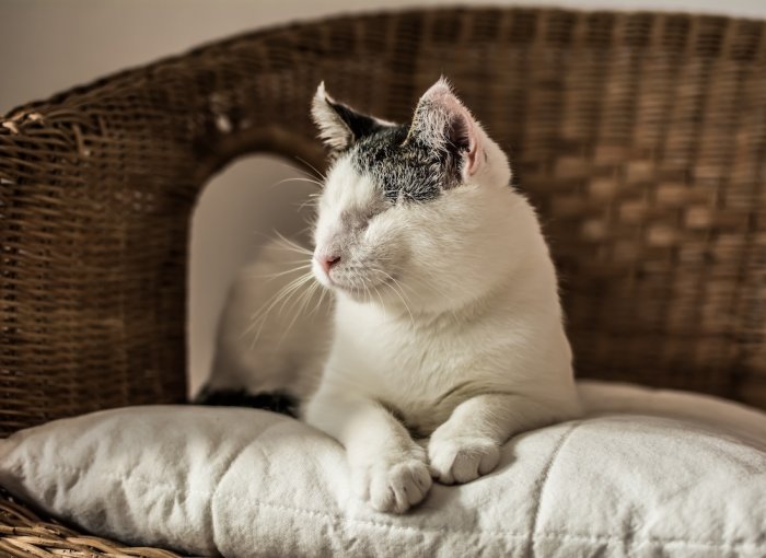 Grau-weiße blinde Katze sitzt auf einem gepolsterten Stuhl